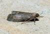 Eccopisa effractella